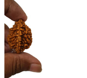 Two Mukhi Rudraksha Silver Pendant - Uniting Dual Energies | Brahmatells - BrahmatellsStore