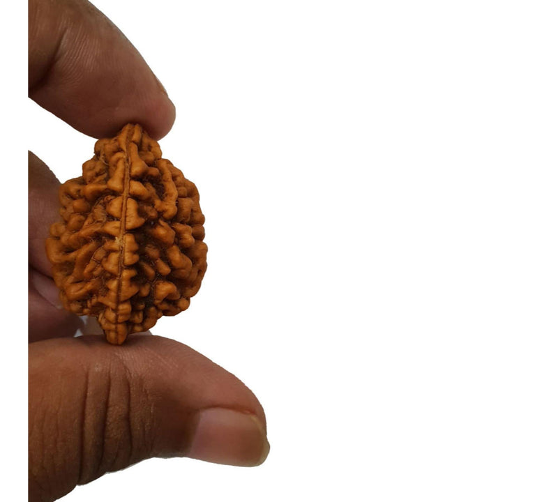 Two Mukhi Rudraksha Silver Pendant - Uniting Dual Energies | Brahmatells - BrahmatellsStore