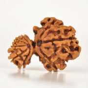 Unite with Gauri Ganesh Rudraksha - Harmony & Success | Brahmatells - BrahmatellsStore