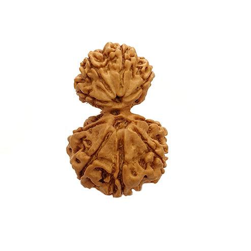 Unite with Gauri Ganesh Rudraksha - Harmony & Success | Brahmatells - BrahmatellsStore