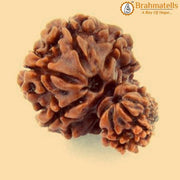 Unite with Gauri Ganesh Rudraksha - Harmony & Success | Brahmatells - BrahmatellsStore
