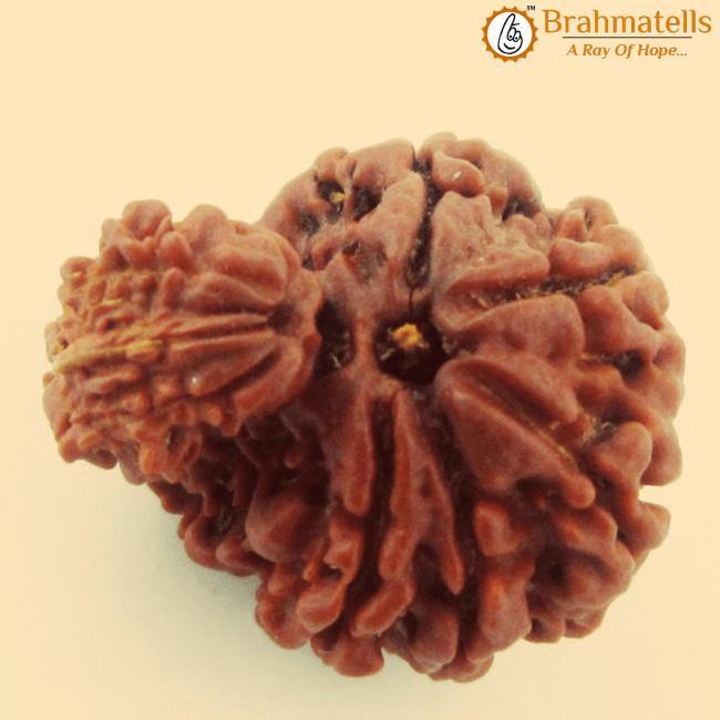 Unite with Gauri Ganesh Rudraksha - Harmony & Success | Brahmatells - BrahmatellsStore