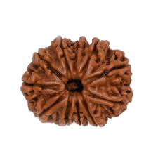 Unlock Divine Power: 11 Mukhi Rudraksha Pendant | Brahmatells - BrahmatellsStore