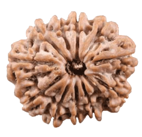 Unlock Divine Power: 11 Mukhi Rudraksha Pendant | Brahmatells - BrahmatellsStore
