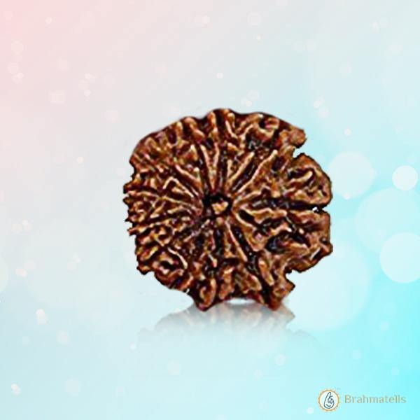 Unlock Divine Power: 11 Mukhi Rudraksha Pendant | Brahmatells - BrahmatellsStore