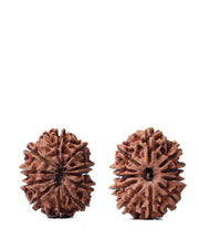 Unlock the Power of 11 Mukhi Rudraksha - Spiritual Mastery with Brahmatells - BrahmatellsStore