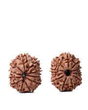 Unlock the Power of 11 Mukhi Rudraksha - Spiritual Mastery with Brahmatells - BrahmatellsStore