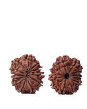 Unlock the Power of 11 Mukhi Rudraksha - Spiritual Mastery with Brahmatells - BrahmatellsStore