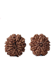 Unlock the Power of 11 Mukhi Rudraksha - Spiritual Mastery with Brahmatells - BrahmatellsStore