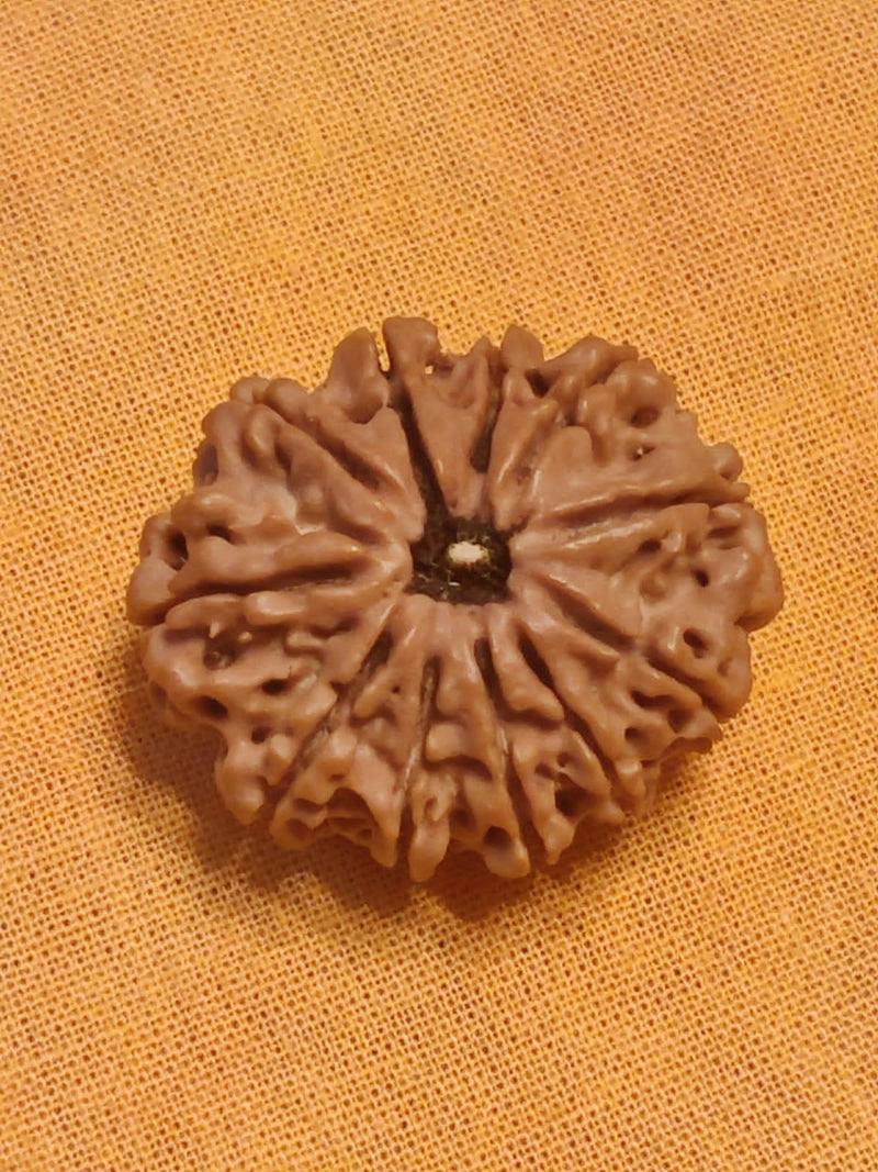 Unlock the Power of 11 Mukhi Rudraksha - Spiritual Mastery with Brahmatells - BrahmatellsStore