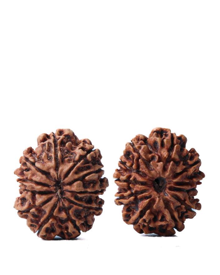 Unlock the Power of 11 Mukhi Rudraksha - Spiritual Mastery with Brahmatells - BrahmatellsStore