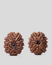 Unlock the Power of 11 Mukhi Rudraksha - Spiritual Mastery with Brahmatells - BrahmatellsStore