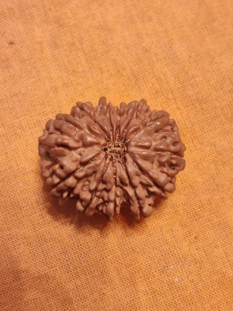 Unlock the Power of 11 Mukhi Rudraksha - Spiritual Mastery with Brahmatells - BrahmatellsStore