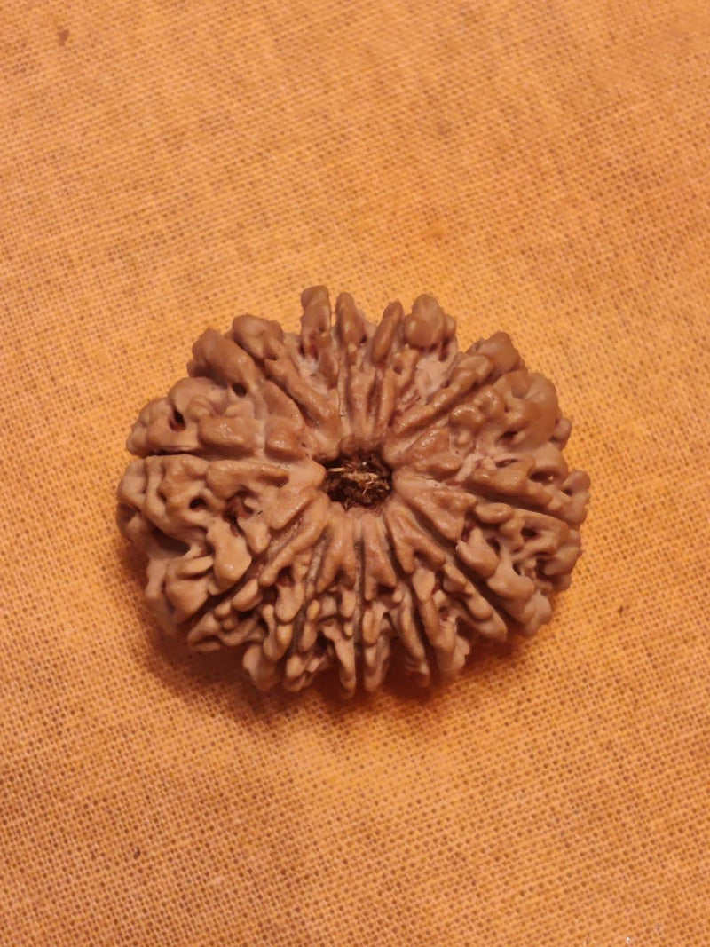 Unlock the Power of 11 Mukhi Rudraksha - Spiritual Mastery with Brahmatells - BrahmatellsStore