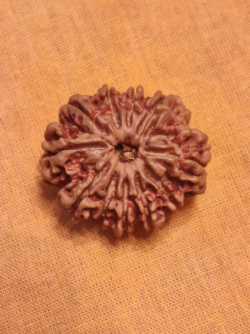 Unlock the Power of 11 Mukhi Rudraksha - Spiritual Mastery with Brahmatells - BrahmatellsStore