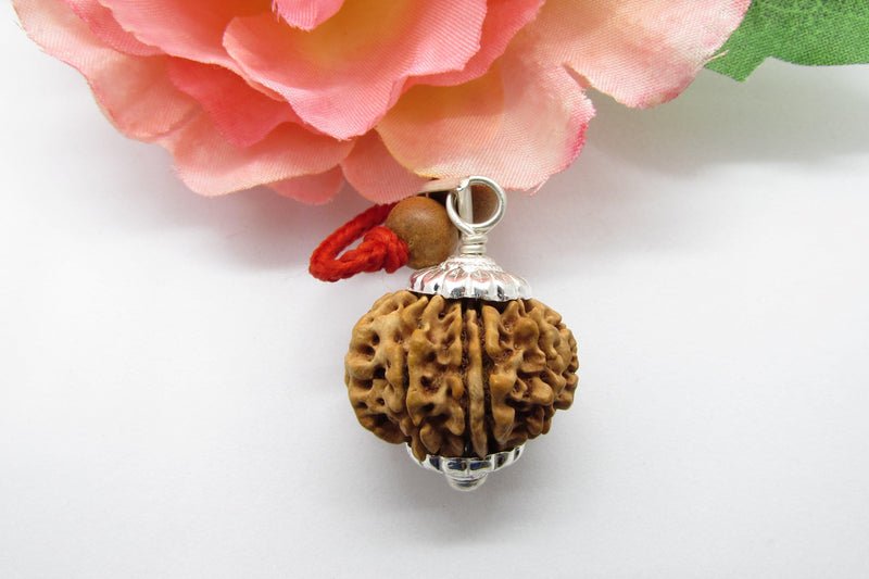 Venus-Inspired Taurus Rudraksha - 13 Mukhi Bead from Nepal | Brahmatells - BrahmatellsStore