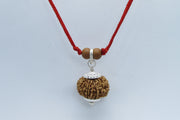 Venus-Inspired Taurus Rudraksha - 13 Mukhi Bead from Nepal | Brahmatells - BrahmatellsStore